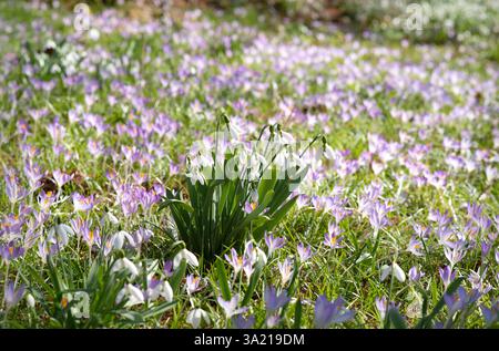 „Schöne Frühlingswiese mit blühenden lila Krokussen und Schneeglöckchen im Zentrum, im Sonnenlicht getaucht“ Stockfoto