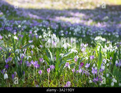 Wunderschöne Frühlingswiese mit blühenden lila Krokussen und Schneeglöckchen im Sonnenlicht Stockfoto
