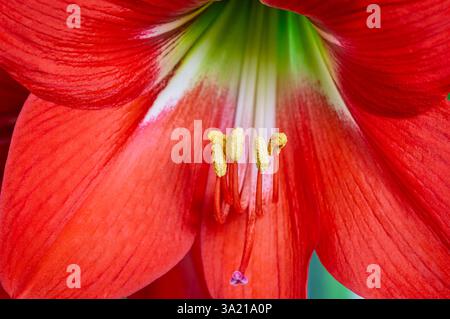 Detailansicht Herz der hellroten Hippeastrum puniceum Blume alias Barbados Lilie, Osterlilie oder Kakaolilie blüht draußen Stockfoto