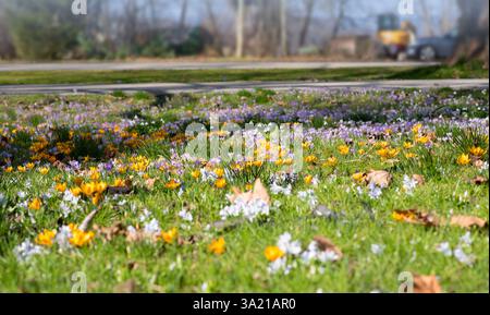Blühende Frühlingswiese mit lila und gelben Krokussen, Scilla Bifolia und Schneeglöckchen Stockfoto