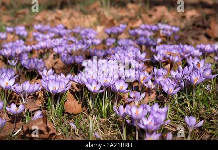 Lebendige Lila Crocus blüht im ruhigen Frühlingssonnenfeld Stockfoto