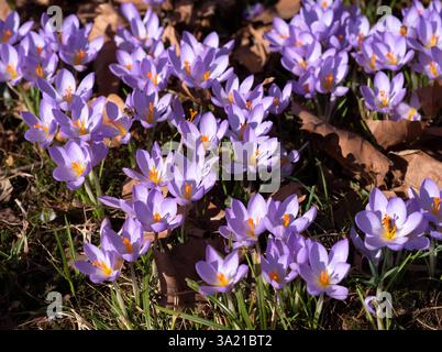 Ein Feld blühender lila Krokusse mit Bienen, die Blumen bestäuben und Nektar sammeln. Stockfoto