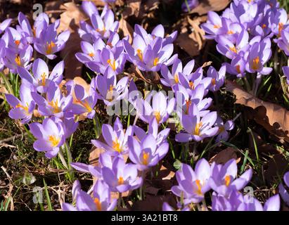 Ein Feld blühender lila Krokusse mit Bienen, die Blumen bestäuben und Nektar sammeln. Stockfoto
