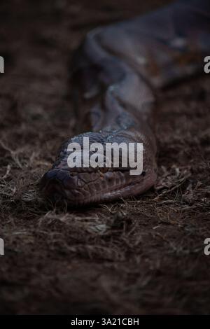 Kopfporträt des Python constrictor, das auf trockenem Substrat gleitet, zeigt Wärmegruben, linkes Auge und kompliziertes Skalenporträt in vertikaler Position Stockfoto