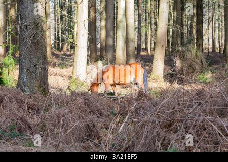 Ein frei herumlaufendes Pony weidet in Anderwood im New Forest National Park, Hampshire, Großbritannien an einem sonnigen Morgen im Frühjahr. Stockfoto