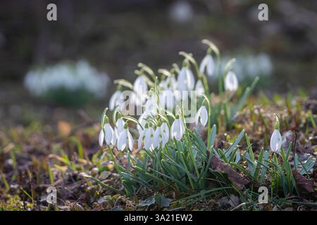 Der erste weiße Schneeglöckchen blüht. Frühjahrsblume Schneeglöckchen (Galanthus). Eines der ersten Anzeichen des Frühlings. März Naturgarten. Nahaufnahme. Stockfoto