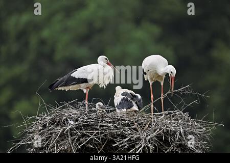 Weißstorch (Ciconia ciconia), paarweise mit Nistmaterial im Schnabel mit zwei Küken auf der horse, Kanton Aargau, Schweiz, Europa Stockfoto