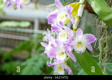 Cattleya lila weiße Blütenknospen im Garten. Orchideenpflanzenzucht. Zimmerpflanzen-Gartenarbeit. Grüne Blume Stockfoto