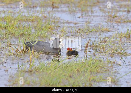 Eurasian Coot, Coot Rail, (Fulica atra), ausgewachsene Vögel, die Küken im Flachwasser füttern, Duemmer, Lake Duemmer, Ochsenmoor, Huede, Niedersachsen, Deutschland, Stockfoto