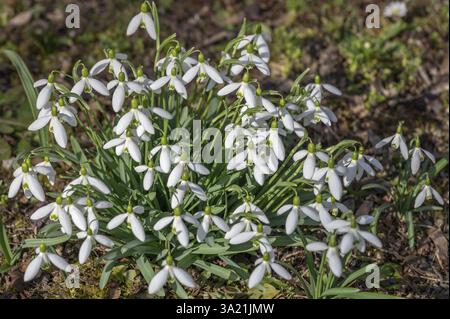 Blühende Schneeglöckchen (Galanthus), Bayern, Deutschland, Europa Stockfoto