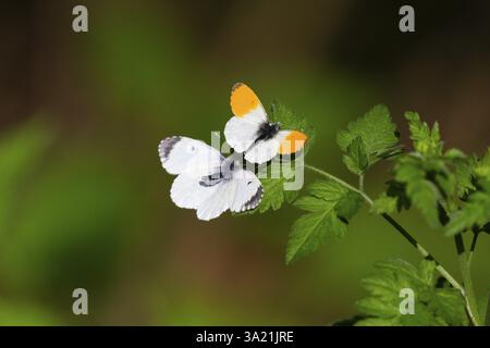Paar Orange-Spitze, Orange-Spitze, (Anthocharis-Kardamine), Schmetterlinge, Balzwerbung, auf einer Anlage in Hessen, Deutschland, Europa Stockfoto
