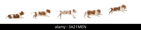 Collage. Dynamische Sequenz des Kavalierkönigs Charles Spaniel, der vor weißem Studio-Hintergrund läuft und springt Stockfoto