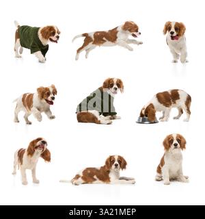 Collage aus verspielten Kavalier King Charles Spaniel Welpen, die isoliert vor Studiohintergrund posieren. Kopierbereich für Werbung. Stockfoto