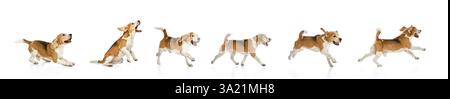 Bewegungssequenz von Running Beagle, die in verschiedenen Phasen vor weißem Hintergrund erfasst wurde. Konzept der aktiven Haustiere, Training, Hundesport Stockfoto