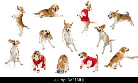 Collage von Beagle in lustigen Posen, die mit Requisiten interagieren und Emotionen vor weißem Studiohintergrund ausdrücken. Das Konzept der verspielten Haustiere, Stockfoto