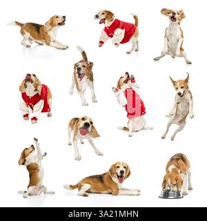 Collage von lebendigem Beagle-Hund in verspielten und dynamischen Posen vor weißem Studiohintergrund. Konzept der Tierpflege, Veterinärdienste, Stockfoto