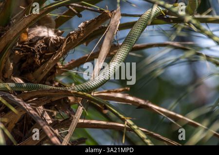 Schlange (Chrysopelea ornata, goldene Baumschlange, kunstvolle fliegende Schlange, Goldene fliegende Schlange oder Colubride Schlange) grüne Farbe mit schwarzer Kreuzschraffur und ihr Stockfoto
