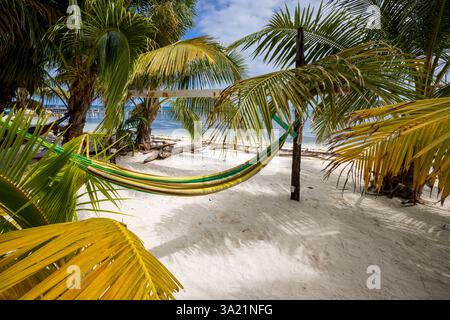 Kokospalmen-Hängematten am Caye Caulker Beach, Belize, Mittelamerika Stockfoto