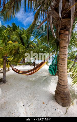 Kokospalmen-Hängematten am Caye Caulker Beach, Belize, Mittelamerika Stockfoto