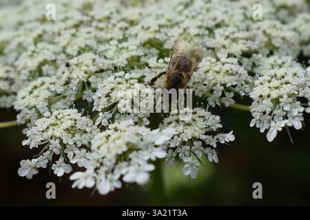 Eine Gruppe kleiner, weißer Blüten von sambucus nigra mit fünf Blüten, Holunderblüten. Die Blüten sind dicht gepackt und gegen grüne Blätter im gesetzt Stockfoto
