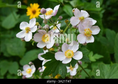 Eine Gruppe weißer Blumen mit gelben Mittelpunkten, umgeben von grünem Laub. Die Blüten blühen mit einigen Knospen, die sich noch öffnen müssen. Eine gelbe Blume ist Stockfoto