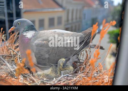 Eine Taube wärmt die kleinen Tauben auf. Blick auf die Taube durch das Fenster des Ortes. Das Konzept des Taubenlebens in der Stadt Stockfoto