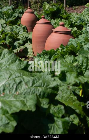 Große Rhabarberblätter mit traditionellen Terrakotta-Gläsern im Gemüsegarten. Stockfoto