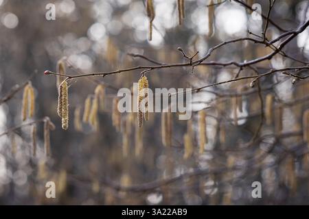 Gemeine Haselnuss - Corylus avellana - männliche Katzetten aus nächster Nähe. Blassgelbe männliche Catkins von Corylus avellana, der gemeinen Haselnuss an einem Frühlingstag in einem Wald. Stockfoto