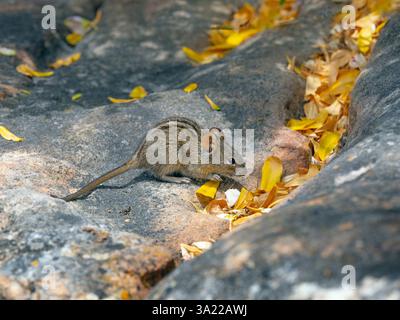 Viergestreifte Grasmaus Rhabdomys pumilio Südafrika Januar Stockfoto