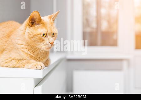 Niedliche Katze, die auf der Kommode im Zimmer sitzt. ingwerkatze sitzt auf der Ecke des Tisches. Katze mit großen Augen. Foto einer Katze mit Platz für eine Inschrift Stockfoto