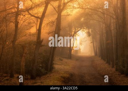 Ein goldenes Leuchten, wenn die Sonne scheint, der Herbstwald mit Sonnenstrahlen durch die Bäume in einer wunderschönen Landschaft Stockfoto