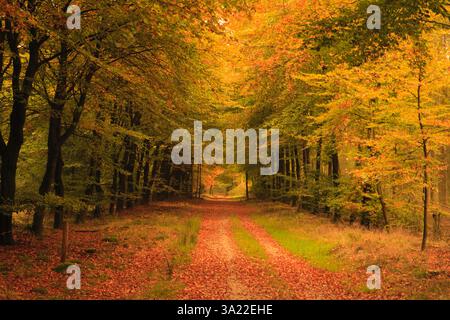 Herbst im Wald in den Niederlanden mit schönen Farben Stockfoto