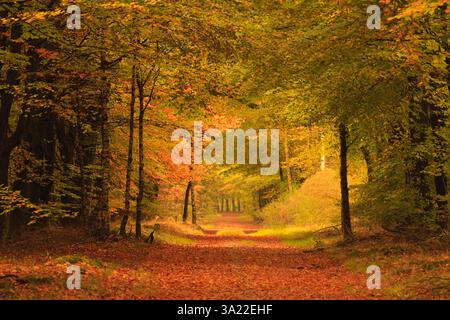 Herbst im Wald in den Niederlanden mit schönen Farben Stockfoto
