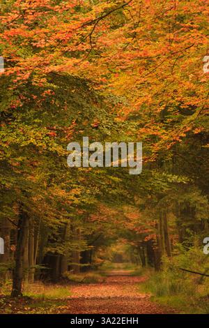 Herbst im Wald in den Niederlanden mit schönen Farben Stockfoto