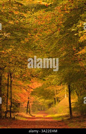 Herbst im Wald in den Niederlanden mit schönen Farben Stockfoto