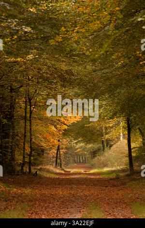 Herbst im Wald in den Niederlanden mit schönen Farben Stockfoto