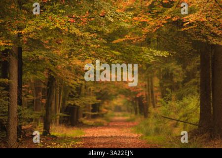 Herbst im Wald in den Niederlanden mit schönen Farben Stockfoto