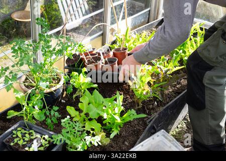 Mann, der Tablett mit Töpfen auf Hochbeet im Gewächshaus anbaut Salat Blätter Gartenarbeit im Frühjahr 2025 Carmarthenshire Wales UK KATHY DEWITT Stockfoto