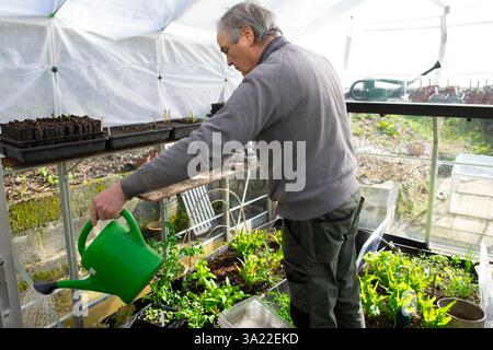 Mann Gärtner arbeitet im Gewächshaus Setzlinge mit Wasserkanne im Frühjahr März Garten 2025 Carmarthenshire Wales UK KATHY DEWITT Stockfoto
