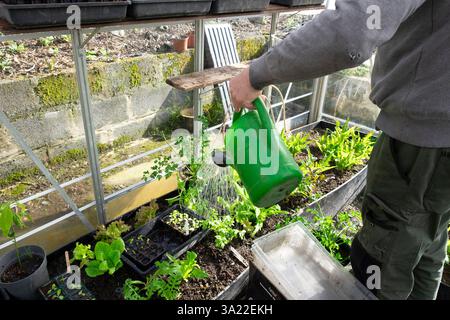 Mann Gärtner arbeitet im Gewächshaus Setzlinge mit Wasserkanne im Frühjahr März Garten 2025 Carmarthenshire Wales UK KATHY DEWITT Stockfoto