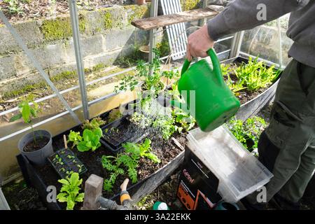 Mann Gärtner arbeitet im Gewächshaus Setzlinge mit Wasserkanne im Frühjahr März Garten 2025 Carmarthenshire Wales UK KATHY DEWITT Stockfoto