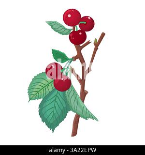 Kirschzweig mit Beeren. Kirschbaumzweig mit roten Beeren und grünen Blättern. Saftige Kirschfrüchte. Gartenpflanzenteil mit Reifen süßen Kirschen. Vektor Stock Vektor