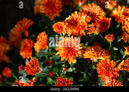 Chrysantheme multiflora Conaco Orange auf grünem Hintergrund Stockfoto