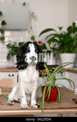 Weißer russischer Spaniel mit schwarzen Ohren. Ein Tisch, auf dem Blumen umgetopft werden Stockfoto