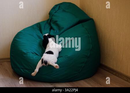 Schwarz-weißes russisches Spaniel-Hündchen, das auf einem weichen grünen Sessel liegt. Stockfoto