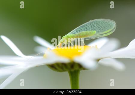 Gemeinsame grüne Schnürung (chrysoperla carnea) auf einem Gänseblümchen Stockfoto