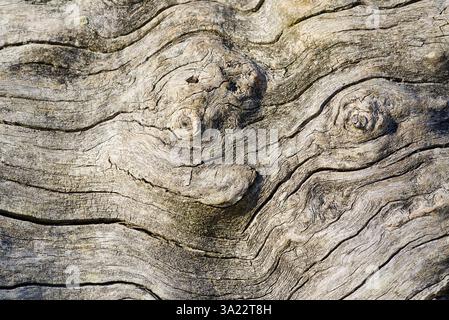 Detaillierte hellbraune Holzmaserung mit fröhlichem Smiley-Gesicht für künstlerischen Appeal Stockfoto