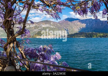 Blick auf das Dorf Bellagio im Frühling mit der Blüte von A aus Griante am Comer See. Griante, Provinz Como, Lombardei, Italien, Europa. Stockfoto