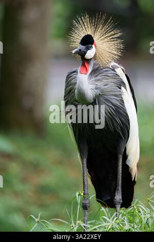 Afrikanische gekrönter Kran (Balearica Regulorum) Stockfoto