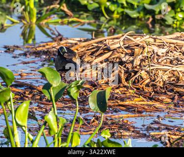 Ein Bronze-Jacana, der seine Federn reinigt Stockfoto